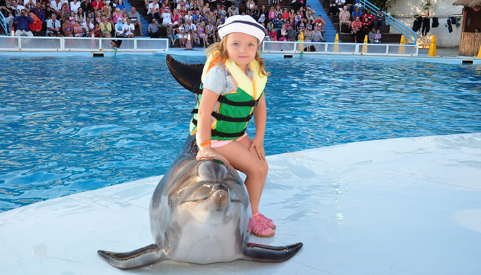 Dolphin Show Tour