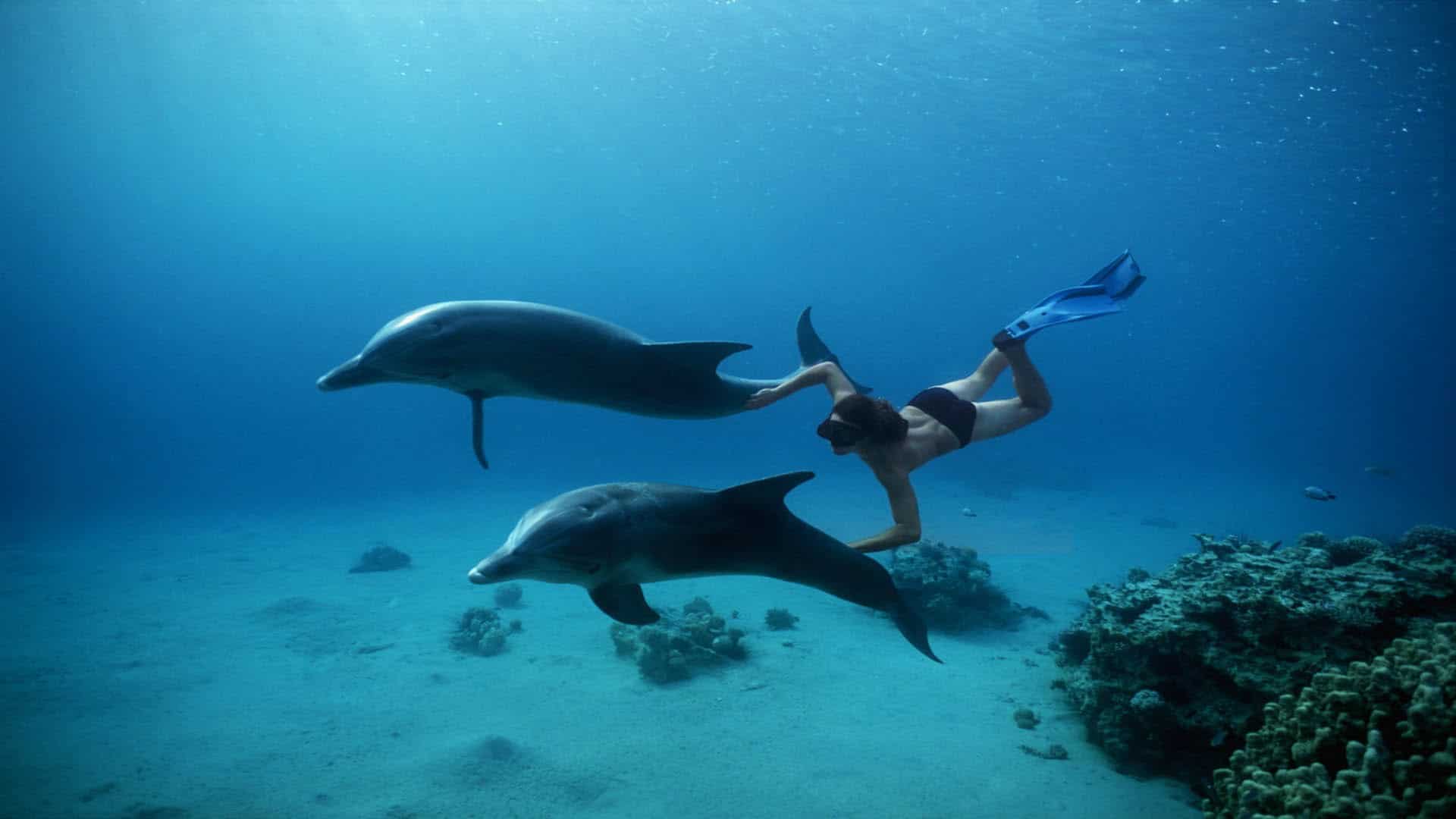 Snorkeling Trip Dolphin Reef
