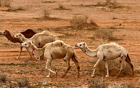 Hurghada Midnight Desert & Stargazing Experience